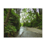Fern Canyon II at Redwood National Park Postcard