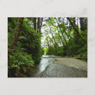 Fern Canyon II at Redwood National Park Postcard
