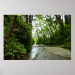 Fern Canyon II at Redwood National Park Poster