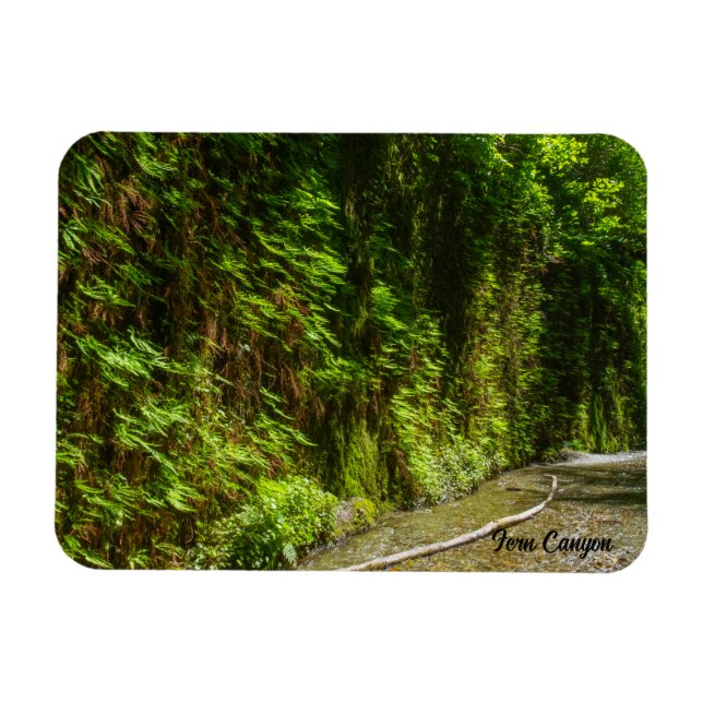 Fern Canyon Redwood National Park California Magnet (Horizontal)
