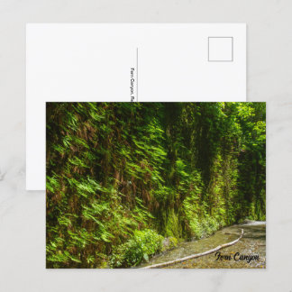 Fern Canyon Redwood National Park California Postcard