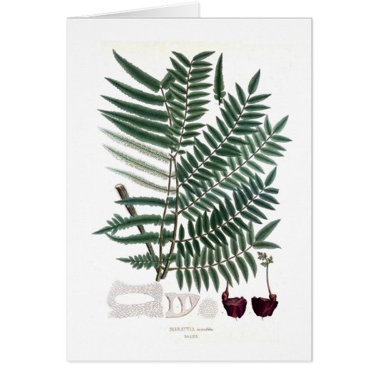 Fern Cards (Front)