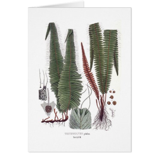 Fern Cards (Front)