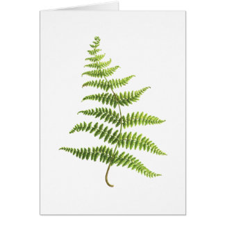 Fern Cards