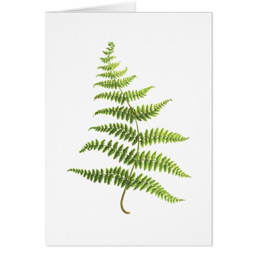 Fern Cards (Front)