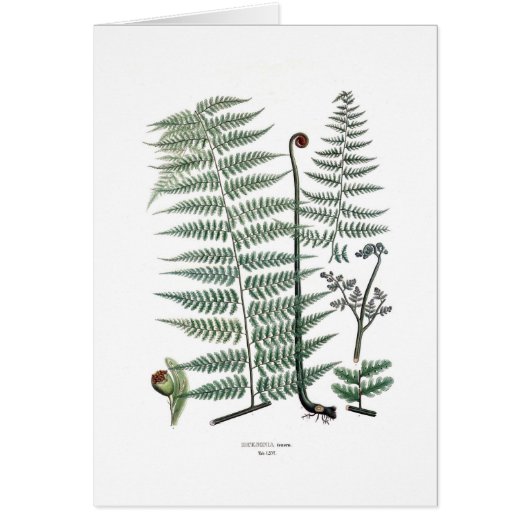 Fern Cards (Front)