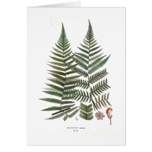 Fern Cards (Front)