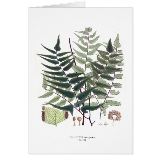 Fern Cards (Front)