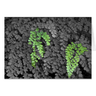 Fern Cards