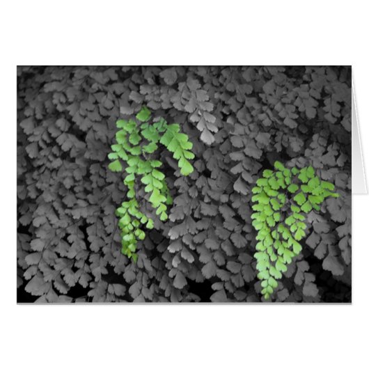 Fern Cards (Front Horizontal)