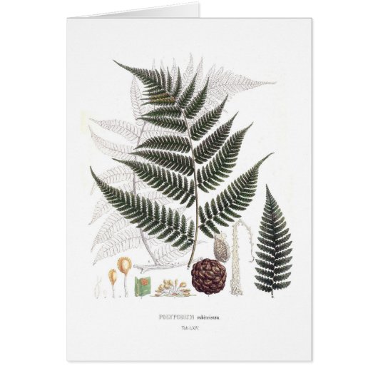 Fern Cards (Front)