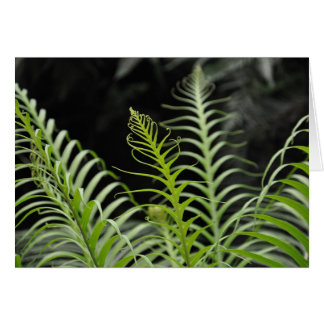 Fern Cards