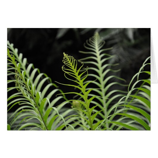 Fern Cards (Front Horizontal)