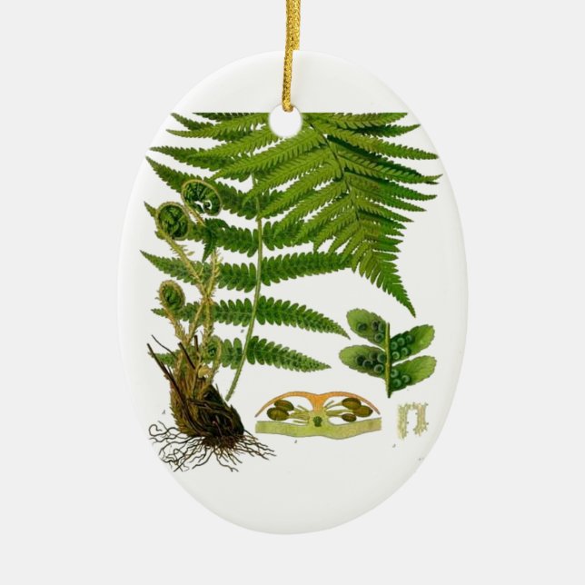 Fern Ceramic Ornament (Front)