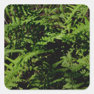 Fern ferns forest fern deep woods fern square sticker