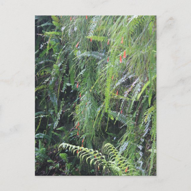 Fern Filled Grotto Postcard (Front)