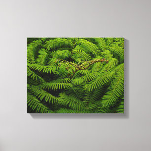 Fern Fine Art Photograph Canvas Print