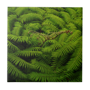 Fern Fine Art Photograph Ceramic Tile