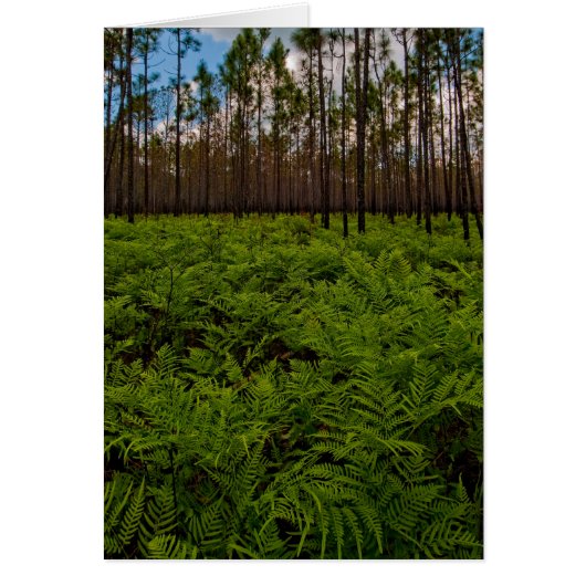 Fern Floor Cards (Front)