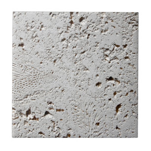 Fern Fossil Tile Surface Closeup