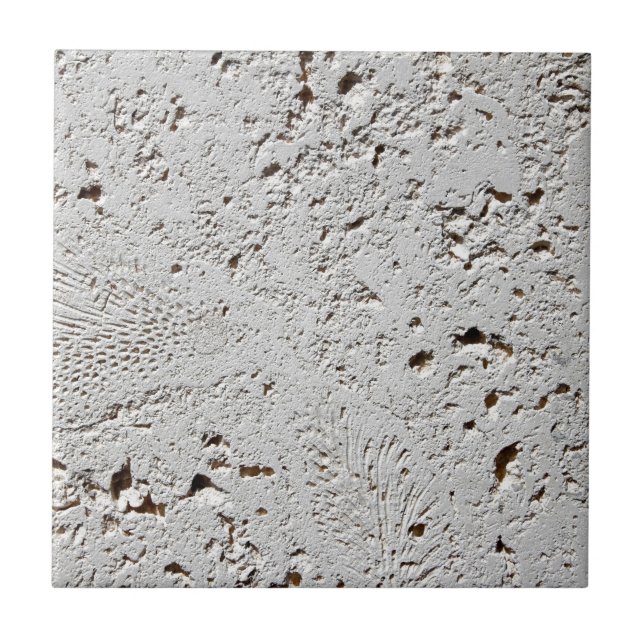 Fern Fossil Tile Surface Closeup (Front)