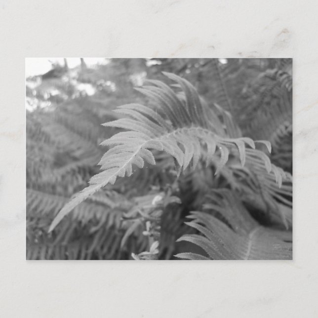 Fern Friendly Postcard (Front)