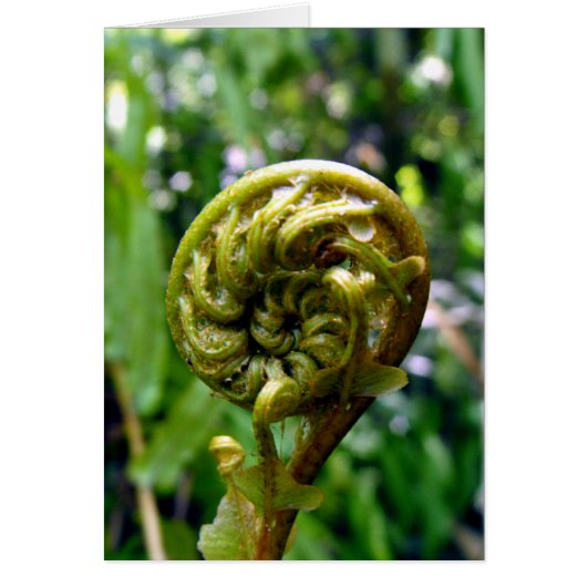 Fern Frond Cards (Front)