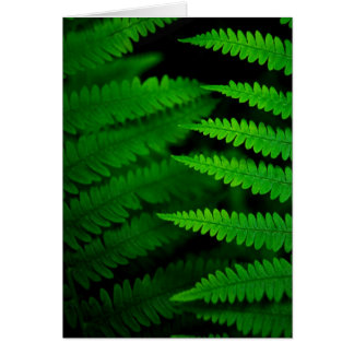 Fern Fronds Cards