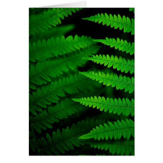 Fern Fronds Cards (Front)