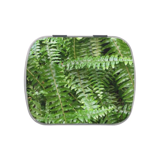 Fern Fronds I Green Nature Candy Tin (Top)