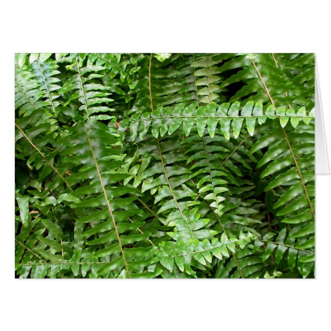 Fern Fronds I Green Nature Card (Front Horizontal)
