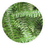 Fern Fronds I Green Nature Classic Round Sticker