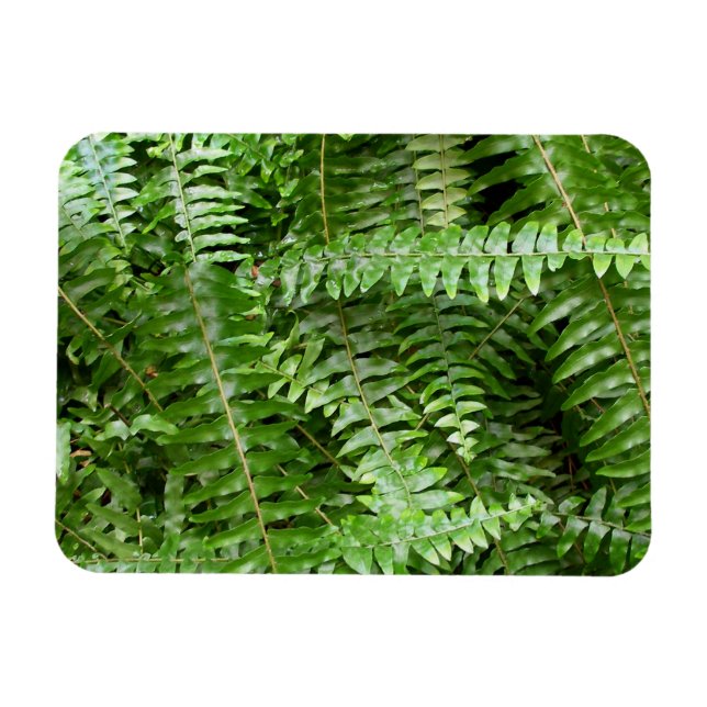 Fern Fronds I Green Nature Magnet (Horizontal)