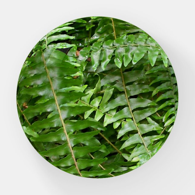 Fern Fronds I Green Nature Paperweight (Front)