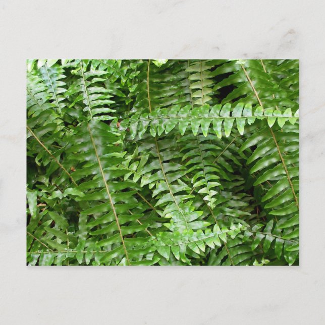Fern Fronds I Green Nature Postcard (Front)