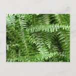Fern Fronds I Green Nature Postcard
