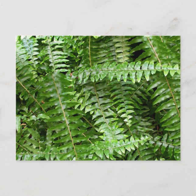 Fern Fronds I Green Nature Postcard (Front)