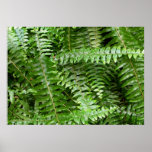 Fern Fronds I Green Nature Poster