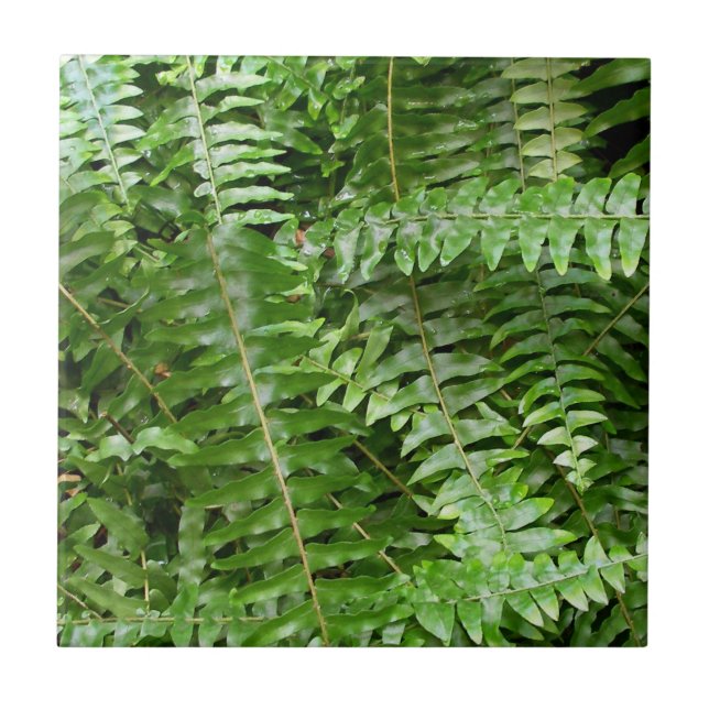Fern Fronds I Green Nature Tile (Front)