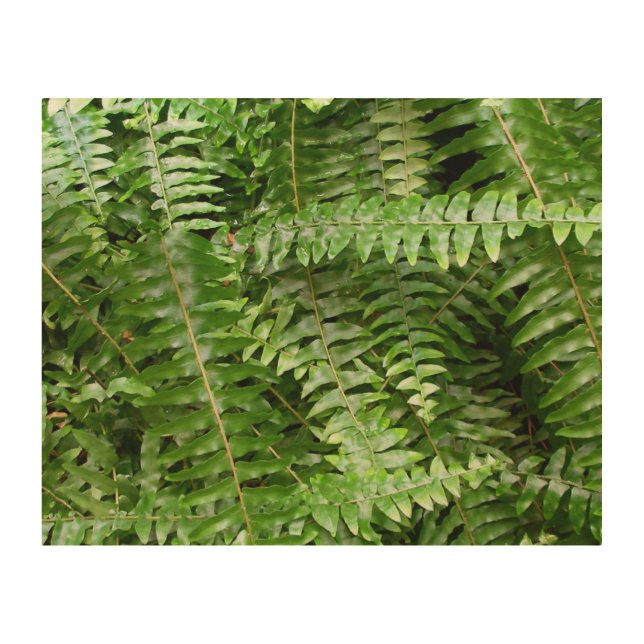 Fern Fronds I Green Nature Wood Wall Art (Front)