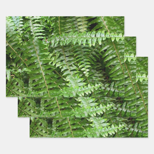 Fern Fronds I Green Nature Wrapping Paper Sheets (Set)