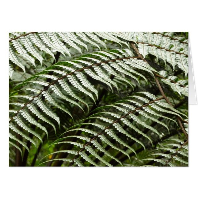 Fern Fronds II Dark Green Nature Card (Front Horizontal)