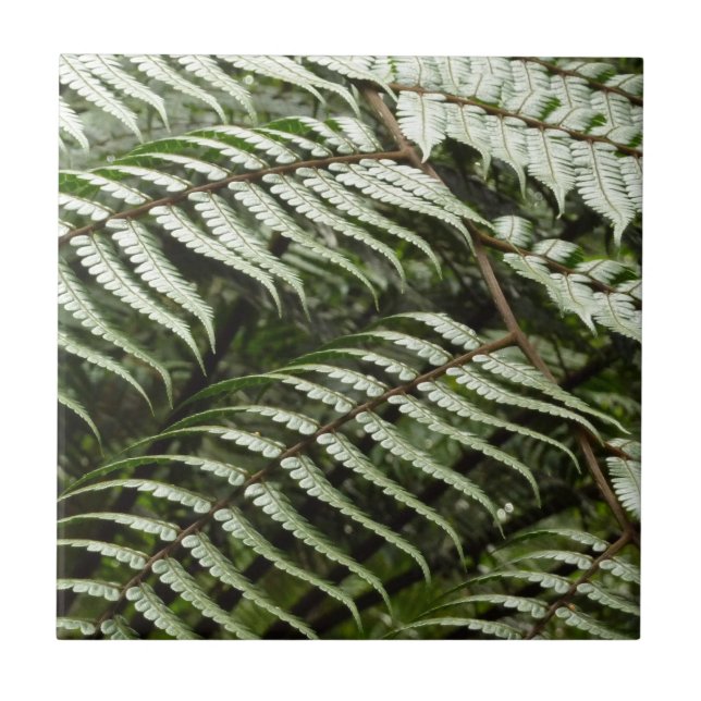Fern Fronds II Dark Green Nature Ceramic Tile (Front)