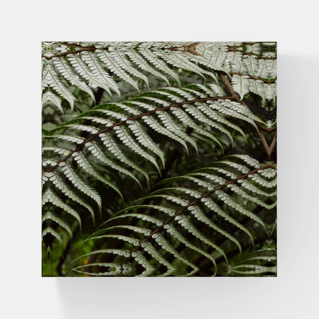 Fern Fronds II Dark Green Nature Paperweight (Front)
