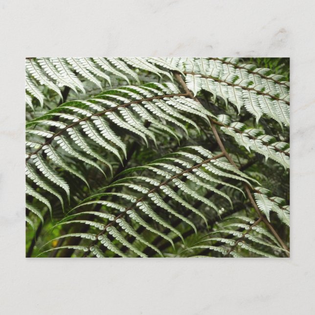 Fern Fronds II Dark Green Nature Postcard (Front)