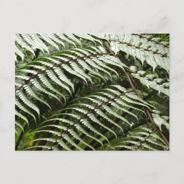 Fern Fronds II Dark Green Nature Postcard (Front)