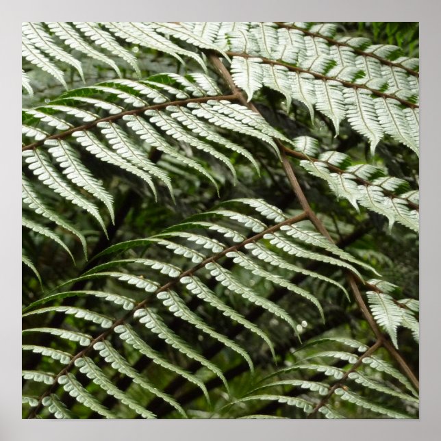 Fern Fronds II Dark Green Nature Poster (Front)