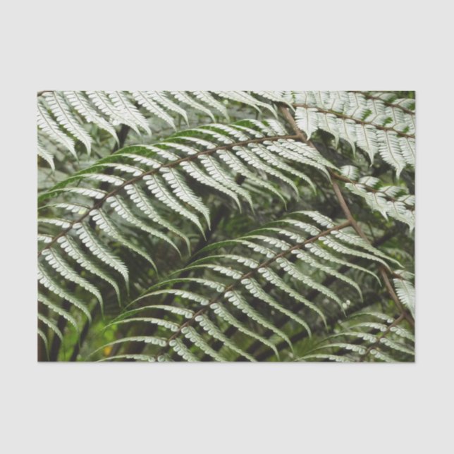Fern Fronds II Dark Green Nature Tissue Paper (Front)