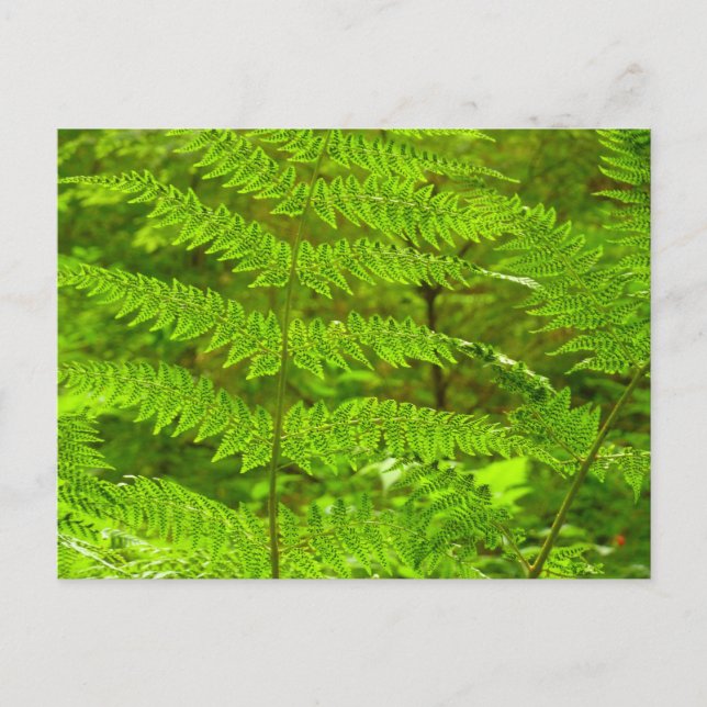 Fern Fronds III Green Nature Botanical Postcard (Front)