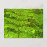 Fern Fronds III Green Nature Botanical Postcard